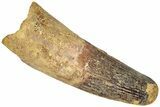 Fossil Spinosaurus Tooth - Real Dinosaur Tooth #310164-1